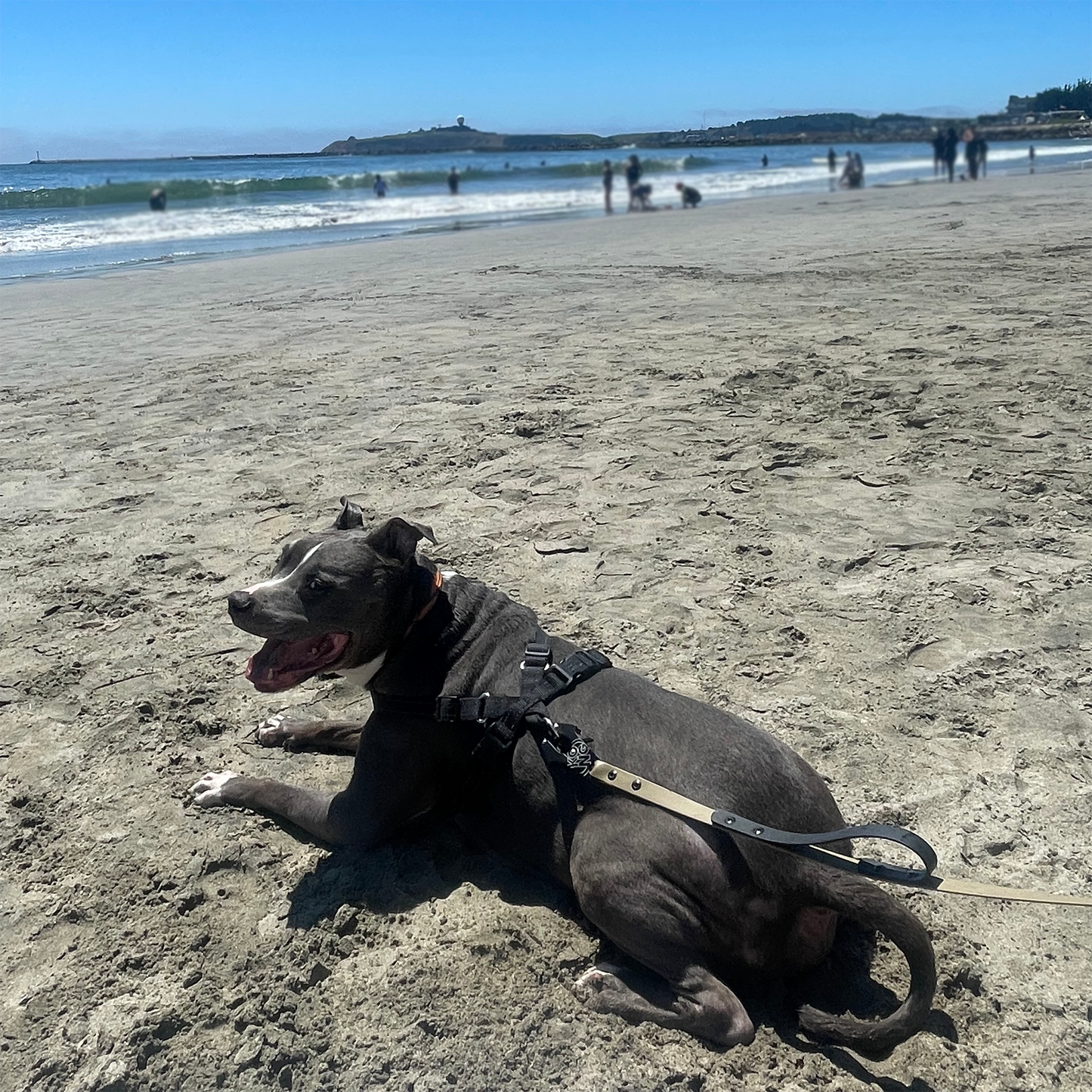 Dog at beach with harness and The Cuda Dog Leash By Layla Bay